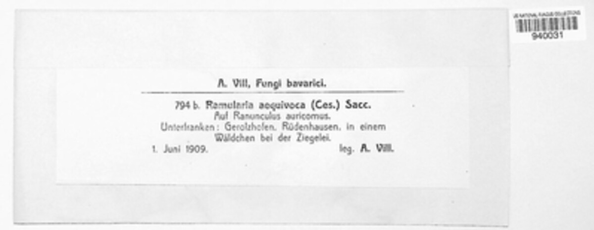 Ramularia aequivoca image